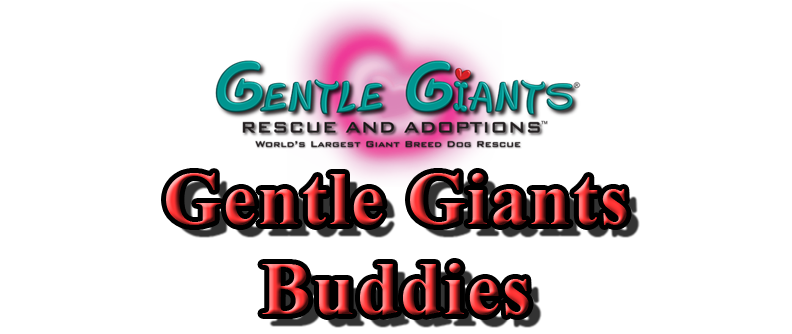Gentle Giants Buddies at Gentle Giants Rescue and Adoptions